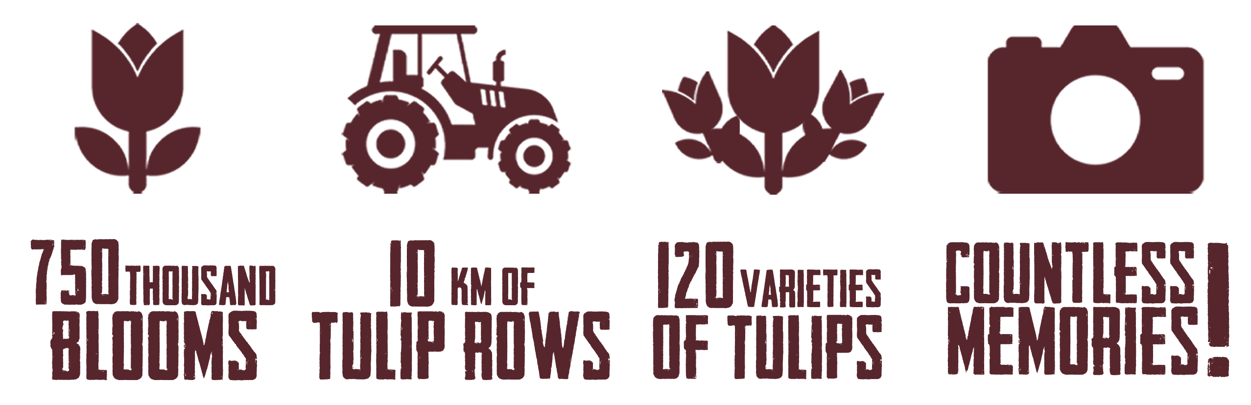 Stats about Tulip Fest